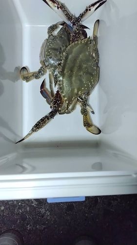 ワタリガニの釣果