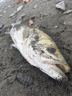 スズキの釣果