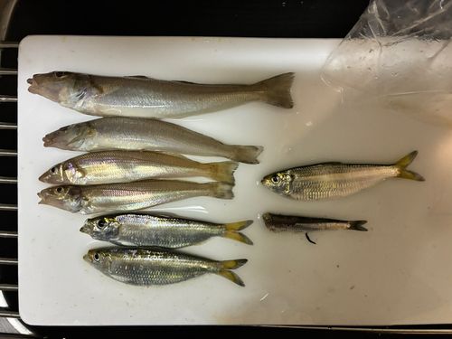 キスの釣果
