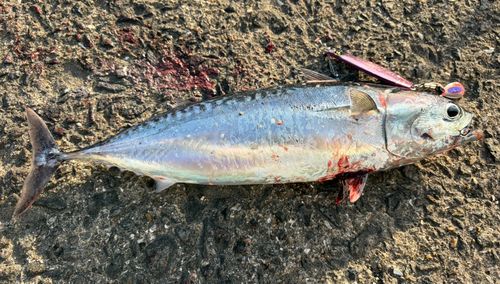 マルソウダの釣果