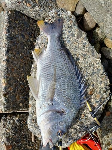キビレの釣果