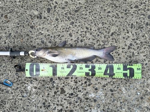 アメリカナマズの釣果