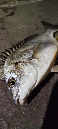キビレの釣果