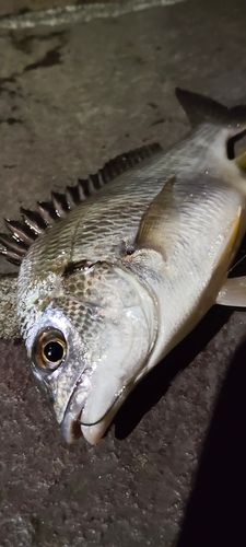 キビレの釣果
