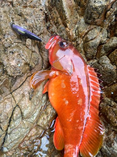 アカハタの釣果