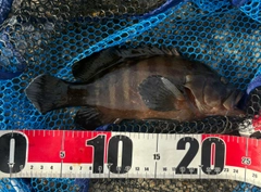 ヤミハタの釣果