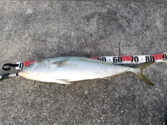 ブリの釣果