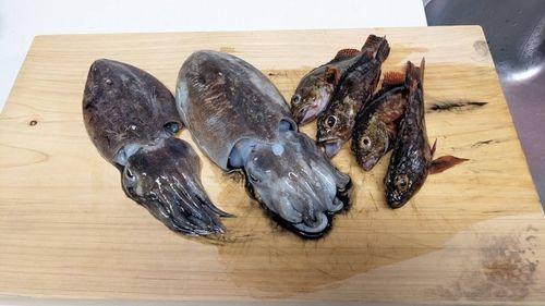 コウイカの釣果