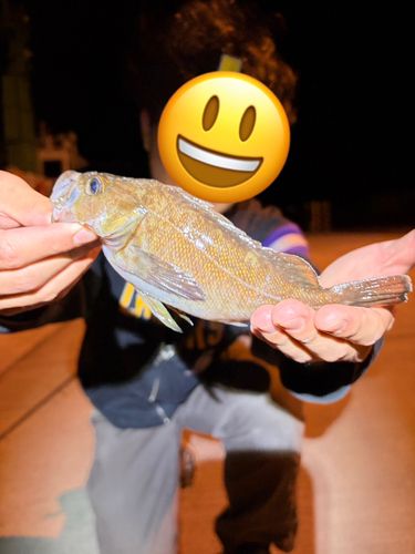 ワタリガニの釣果