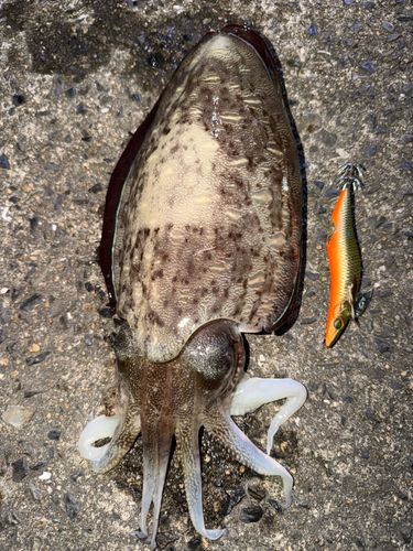 モンゴウイカの釣果