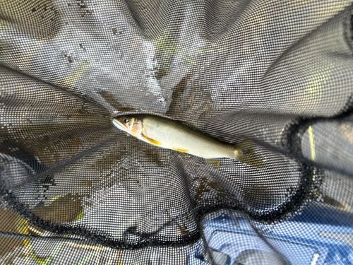アユの釣果
