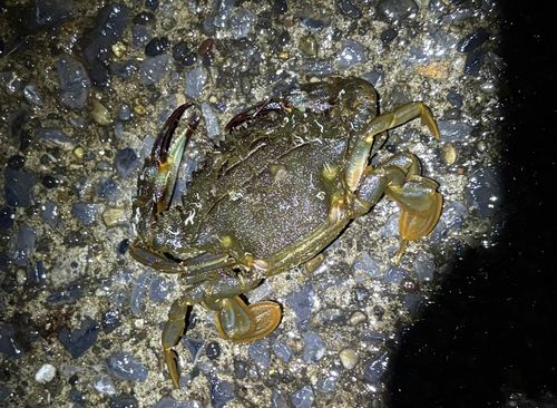イシガニの釣果