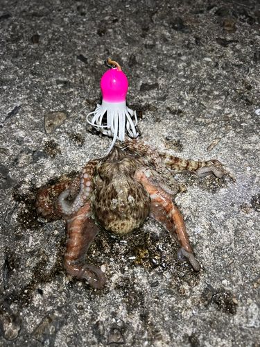 タコの釣果