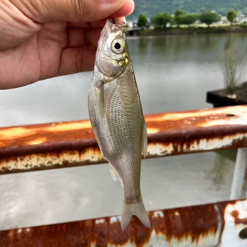 ワタカの釣果
