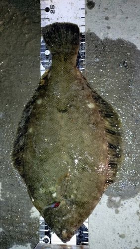 クロガシラガレイの釣果