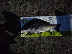 クロダイの釣果