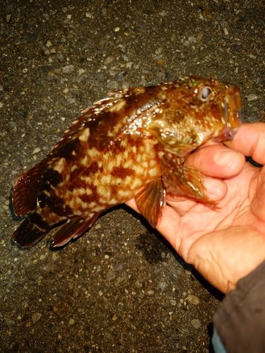 カサゴの釣果