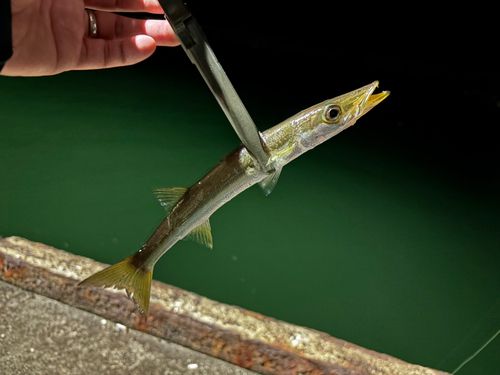 カマスの釣果