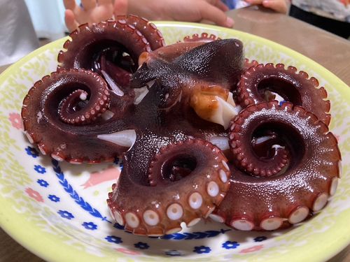 タコの釣果