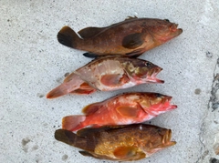 アコウの釣果