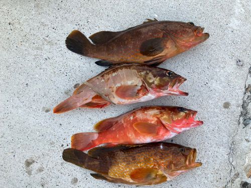 アコウの釣果