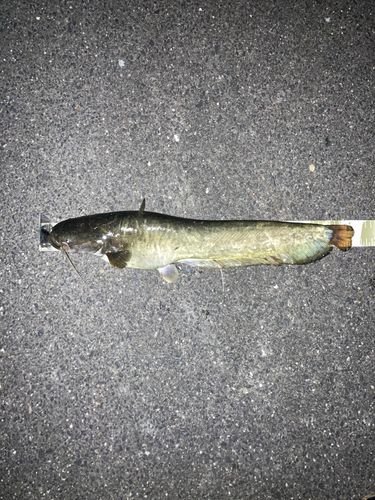 ナマズの釣果