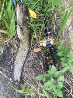 ナマズの釣果