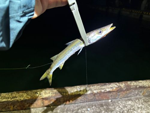 カマスの釣果
