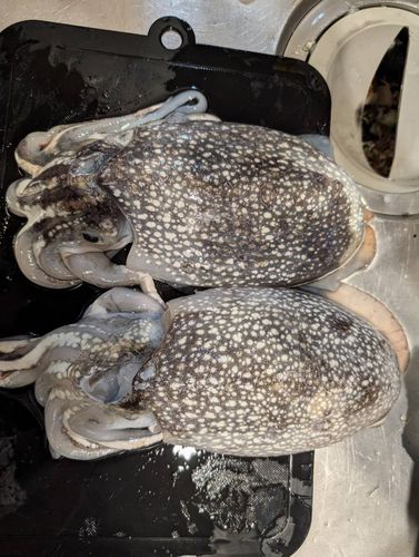 シリヤケイカの釣果