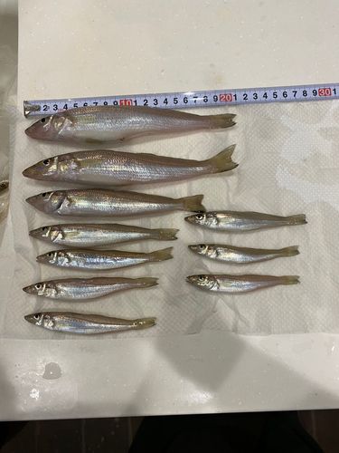 シロギスの釣果