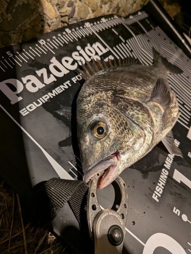 チヌの釣果