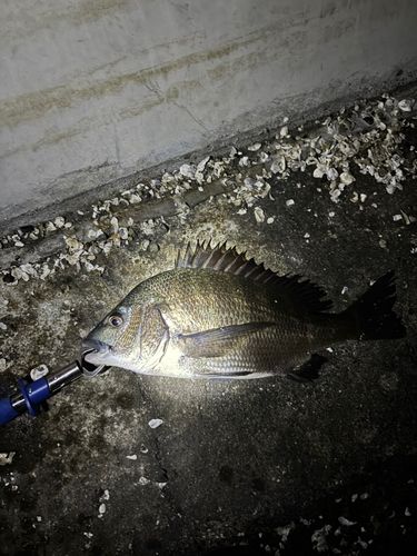 チヌの釣果