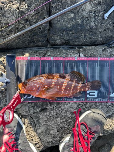 キジハタの釣果