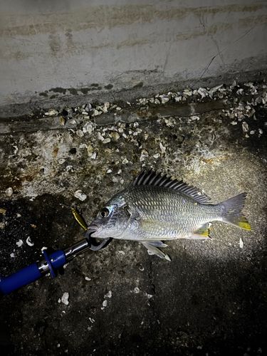 キビレの釣果