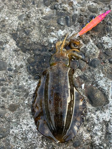 アオリイカの釣果