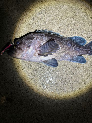 クロソイの釣果