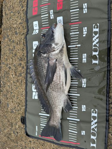 チヌの釣果
