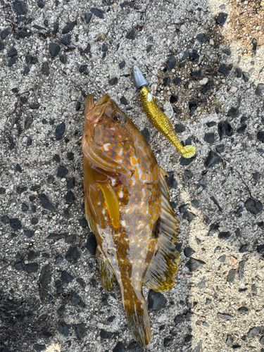 キジハタの釣果