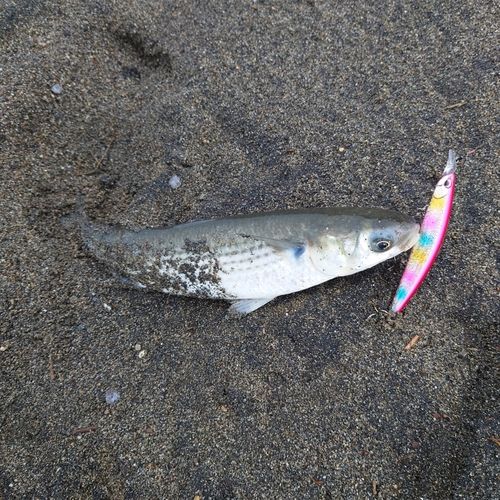 ボラの釣果