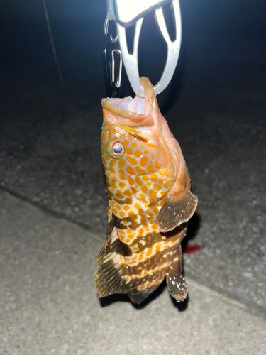 キジハタの釣果