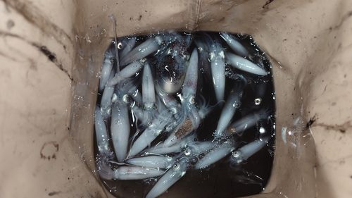 ヒイカの釣果