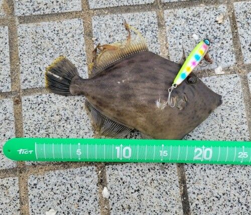 カワハギの釣果