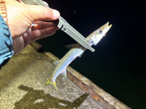 カマスの釣果