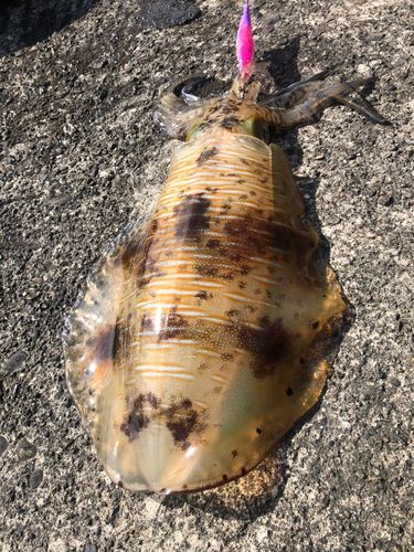 アオリイカの釣果