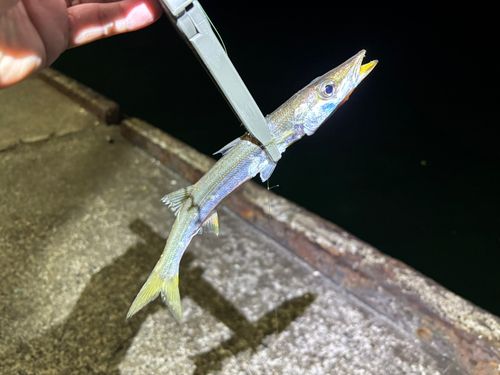 カマスの釣果