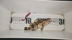 タケノコメバルの釣果