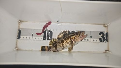 タケノコメバルの釣果