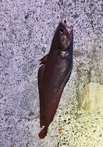 ドンコの釣果