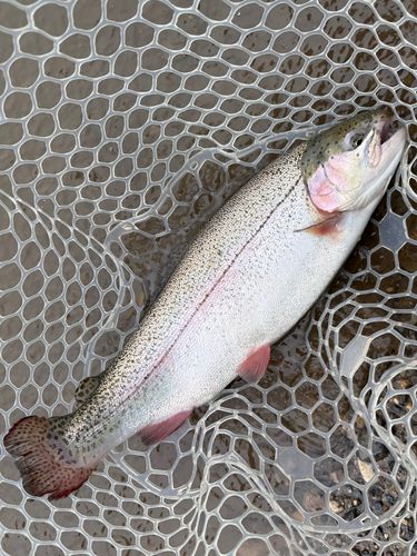 ロックトラウトの釣果 - アングラーズ | 釣果600万件の魚釣り情報サイト