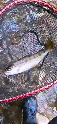 ヤマメの釣果